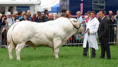 Henlli Cleopatra at Nantwich 